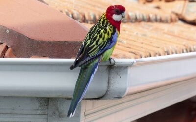 Reasons Why Spring Gutter Cleaning is Essential for Home Maintenance